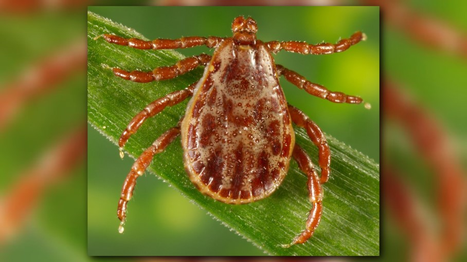 Health officials warn of tick-borne illnesses Coloradans should be